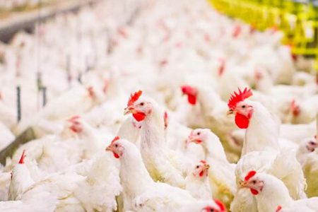 تولید ۷ هزار تن مرغ تا پایان دی در لرستان